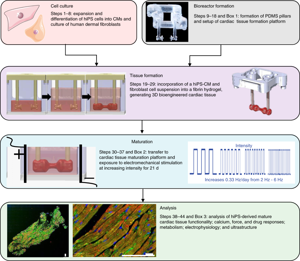 Engineering Of Human Cardiac Muscle Electromechanically Matured To An Adult like Phenotype Nature Protocols