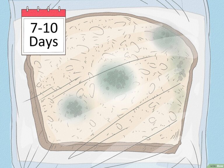 How To Make Mold Grow On Bread Simple Science Experiment