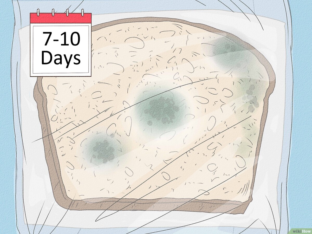 How To Make Mold Grow On Bread Simple Science Experiment
