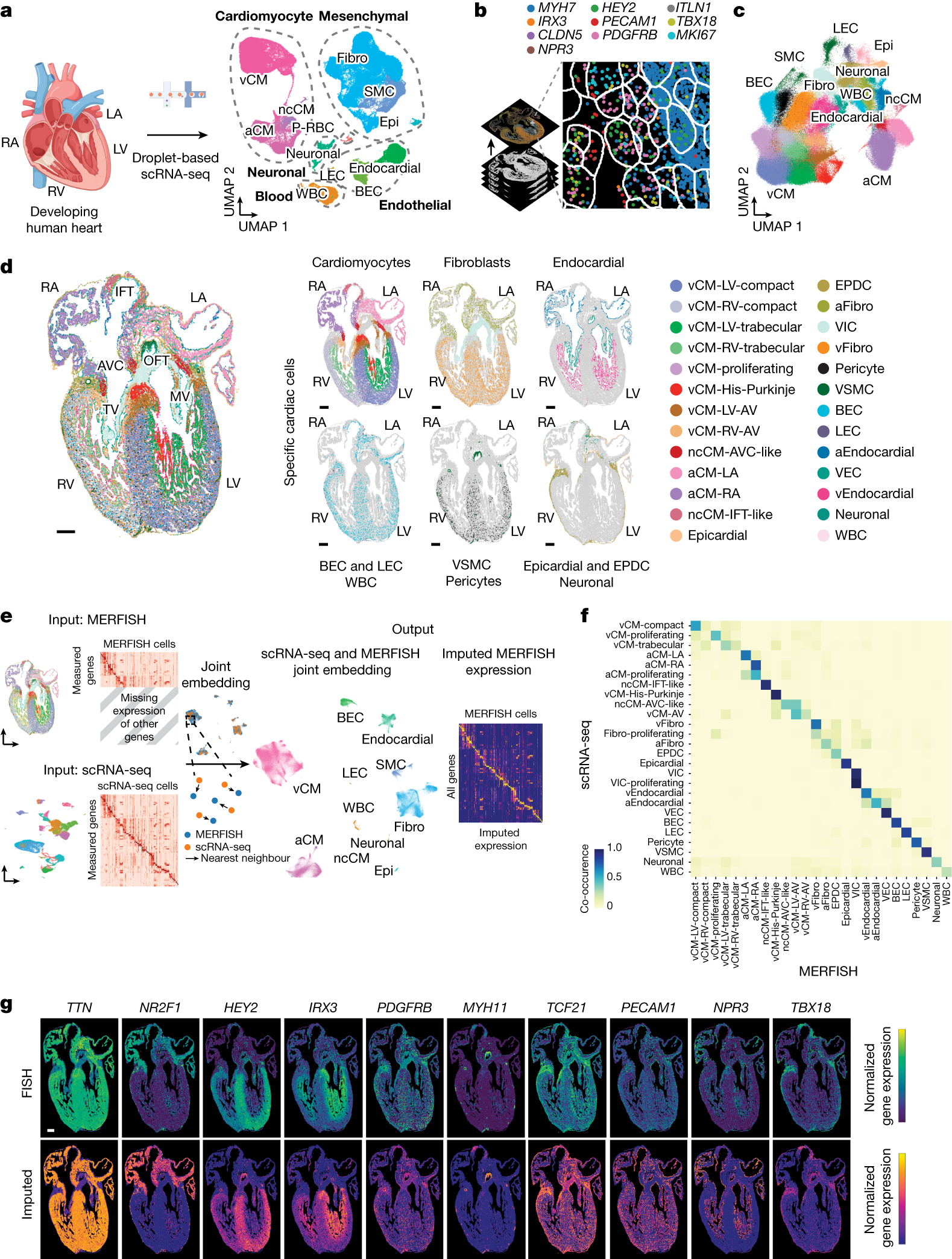 Spatially Organized Cellular Communities Form The Developing Human Heart Nature